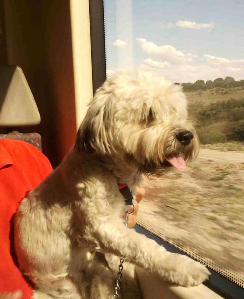 viajar con perros en tren y AVE